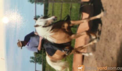 22 yo Palomino stallion for free lease  on HorseYard.com.au