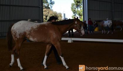 AAA broodmare in foal for 2017 foal on HorseYard.com.au