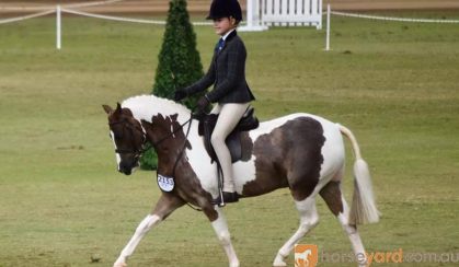 Educated Show Hunter Pony - 4th Novice Show Hunter Class Sydney Royal 2021 on HorseYard.com.au