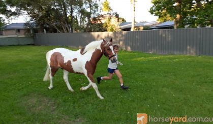 Educated Show Hunter Pony - 4th Novice Show Hunter Class Sydney Royal 2021 on HorseYard.com.au