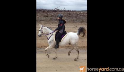 Pure Arabian on HorseYard.com.au