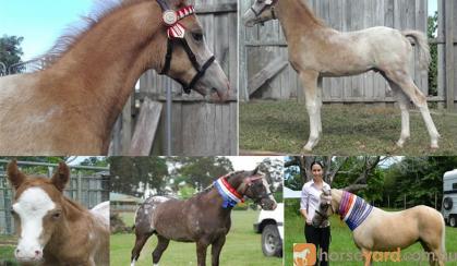 STUNNING PALOUSE SHOW COLT/GELDING with payment plan till weaned on HorseYard.com.au