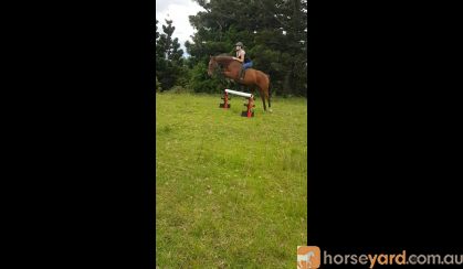 Thoroughbred gelding for sale on HorseYard.com.au