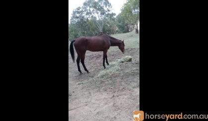 Tuskegee Commander (Commander)  on HorseYard.com.au