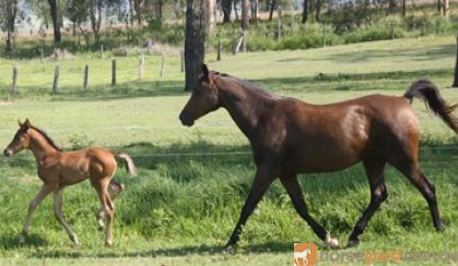 Arabian Warmblood Broodmare on HorseYard.com.au