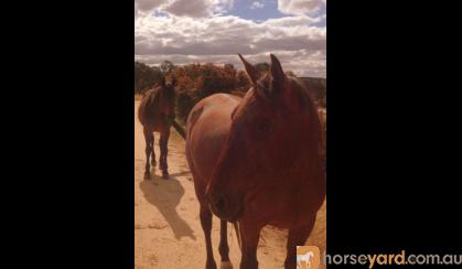 Companion, horsemanship partner, possible riding mate on HorseYard.com.au