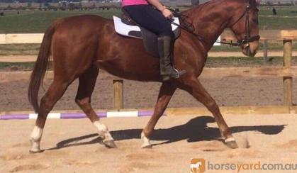 16yo Gelding ideal 2nd horse for pony club on HorseYard.com.au