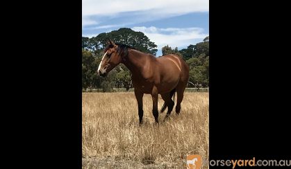Beautiful 4yo ASHx 15.2hh gelding on HorseYard.com.au