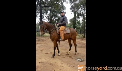 Beautiful 4yo ASHx 15.2hh gelding on HorseYard.com.au