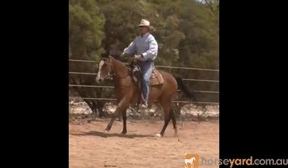 Beautiful 4yo ASHx 15.2hh gelding on HorseYard.com.au