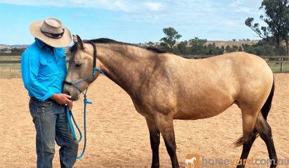 Buckskin mare registered AQH on HorseYard.com.au