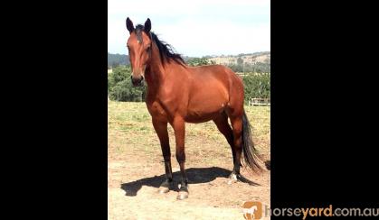 Sweet, handsome gelding. on HorseYard.com.au