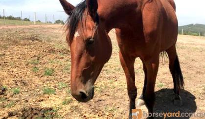 Sweet, handsome gelding. on HorseYard.com.au