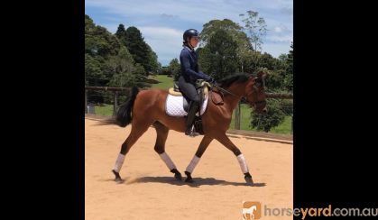 Bay Arabian gelding on HorseYard.com.au