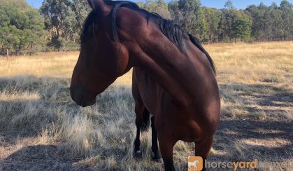 Handsome project standardbred on HorseYard.com.au