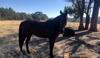 Handsome project standardbred on HorseYard.com.au