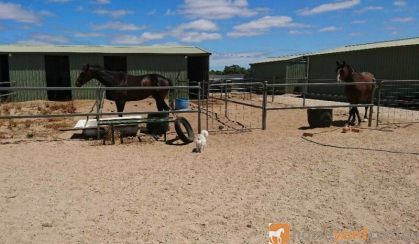 WANTED PONY 13 - 14hh on HorseYard.com.au