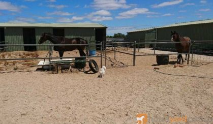 WANTED HORSE/PONY 13.2 - 15hh for pleasure riding on HorseYard.com.au