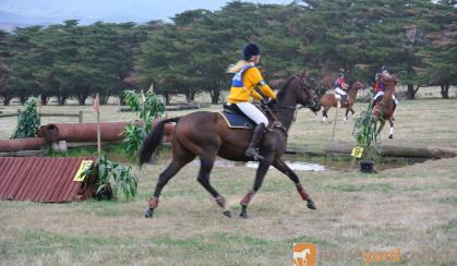 Perfect Project Horse  on HorseYard.com.au