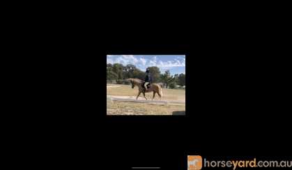 Thunder on HorseYard.com.au