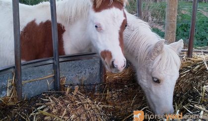 Chestnut Tovero Miniature Horse Colt on HorseYard.com.au