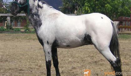 mini mare in foal..homozygous black, overo, appy on HorseYard.com.au