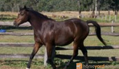 Arabian Warmblood Broodmare on HorseYard.com.au