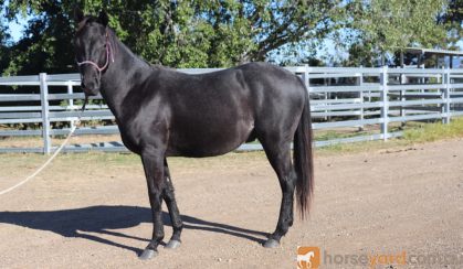 HOMOZYGOUS BLUE ROAN STALLION on HorseYard.com.au