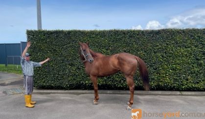 Stunning Nicconi 5Yr Mare Ex Sound Race Horse on HorseYard.com.au