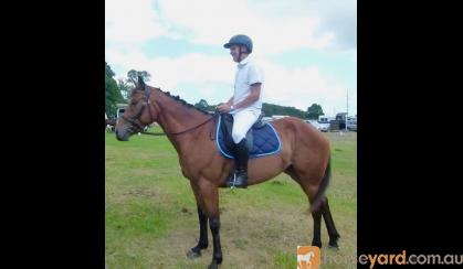 Sapphire - Lovely 4yo Percheron/TB mare on HorseYard.com.au