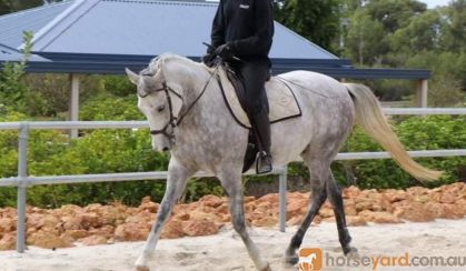 Pretty All Rounder, Quarterhorse x Arabian on HorseYard.com.au