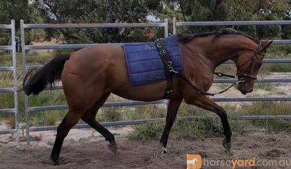 QUALITY MARE on HorseYard.com.au