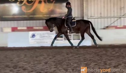 16.2 Bay/Brown Dressage Gelding on HorseYard.com.au