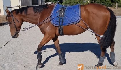 Petite Pretty Mare on HorseYard.com.au