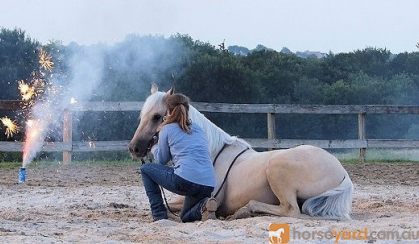 Beginner Quarter Horse Palomino on HorseYard.com.au