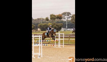 ALL ROUNDER WELSH COB FOR CAPABLE RIDER- BRILLIANT SHOWJUMPER  on HorseYard.com.au
