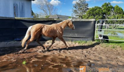 Quiet 3yr QH Filly on HorseYard.com.au