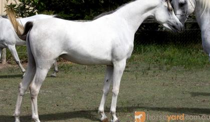 Straight Egyptian Broodmare on HorseYard.com.au