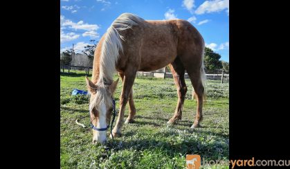 Quiet 3yr QH Filly on HorseYard.com.au