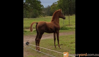 Purebred Arabian colt on HorseYard.com.au
