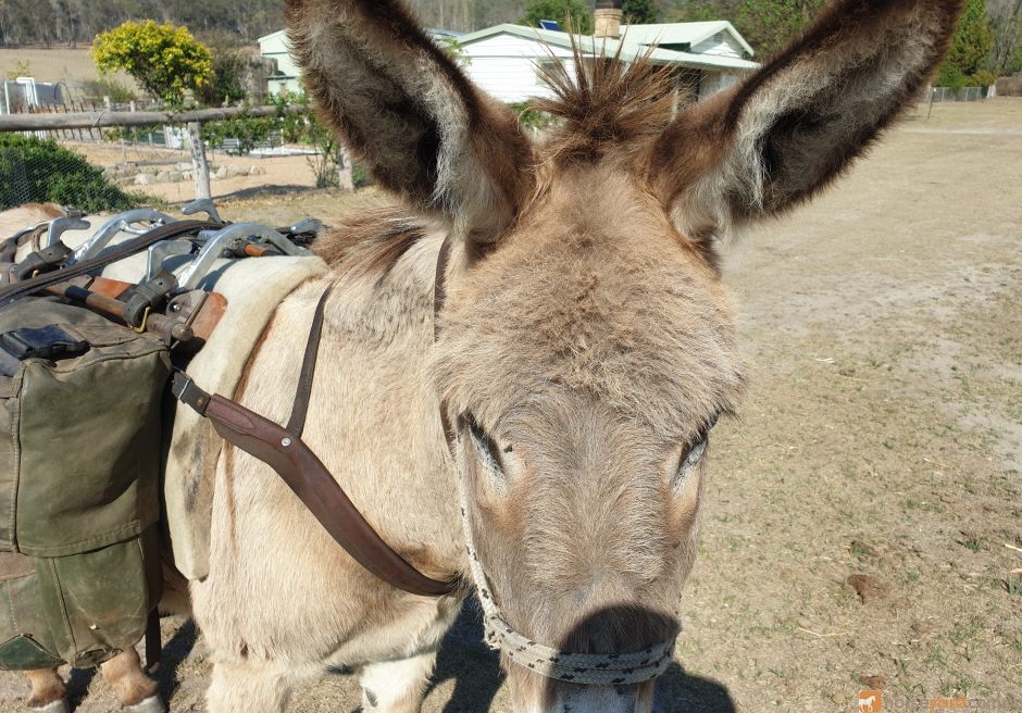 Arabian mules sales for sale