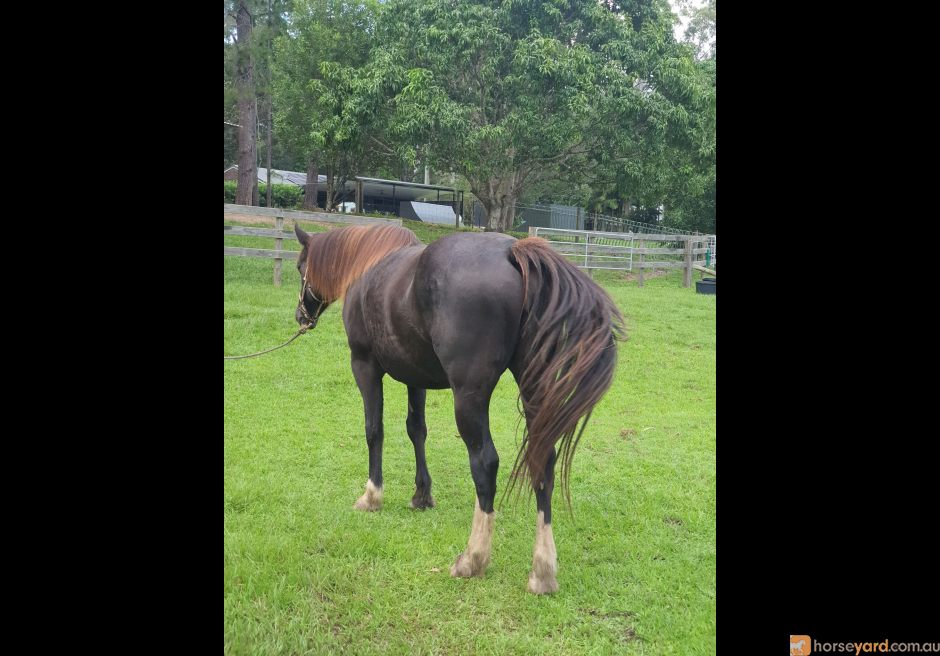 clydesdale for sale qld