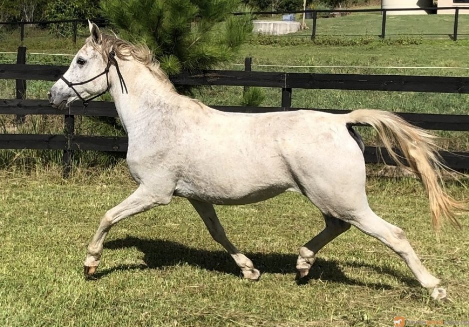 Arabian Mare for 2800.00$. Horses for sale at QLD, Rosemount. Grey ...