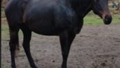 OTT Mare Giveaway on HorseYard.com.au