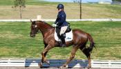 Superstar Dressage Mare on HorseYard.com.au