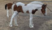 Lovely Clydesdale x Colt  on HorseYard.com.au