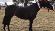 Beautiful Competitive HRCAV or Show or Dressage Mount  on HorseYard.com.au