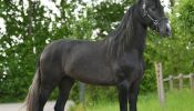 Gorgeous Airo P.R.E. Stallion Horse on HorseYard.com.au