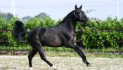 This is a seven year old dream All Star P.R.E. Gelding Horse . on HorseYard.com.au