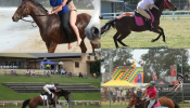 Urgent Sale - 20yo Thoroughbred Mare on HorseYard.com.au